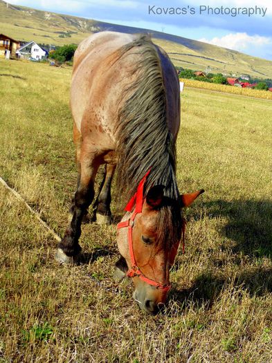 DSC07678 - Fotografii cu cai din Romania