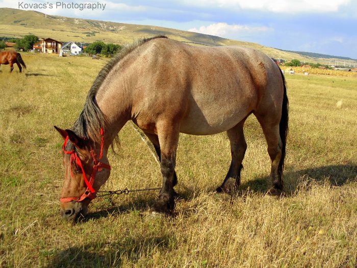 DSC07682 - Fotografii cu cai din Romania