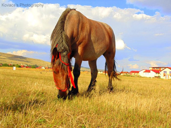 DSC07683 - Fotografii cu cai din Romania