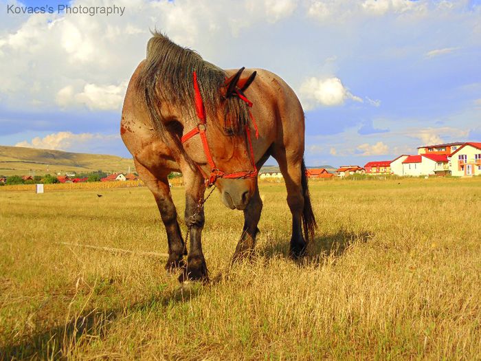 DSC07684 - Fotografii cu cai din Romania