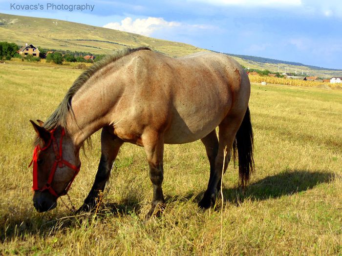 DSC07691 - Fotografii cu cai din Romania