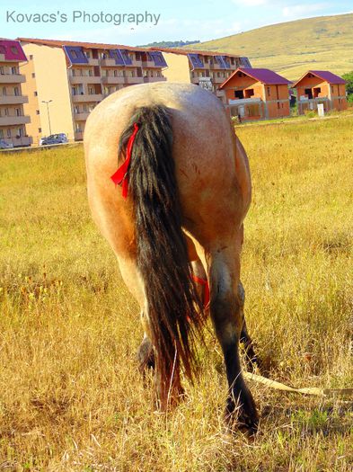 DSC07695 - Fotografii cu cai din Romania