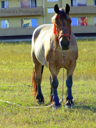 DSC07702 - Fotografii cu cai din Romania