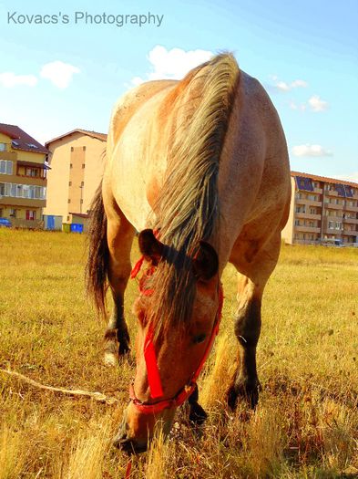 DSC07710 - Fotografii cu cai din Romania