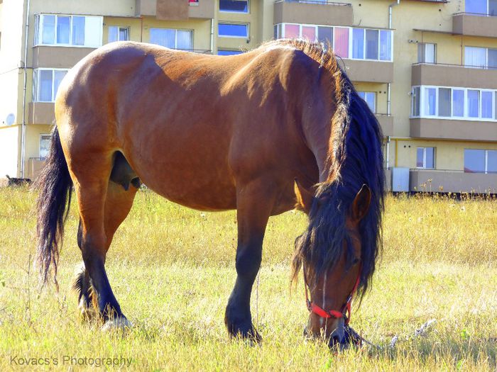 DSC07711 - Fotografii cu cai din Romania