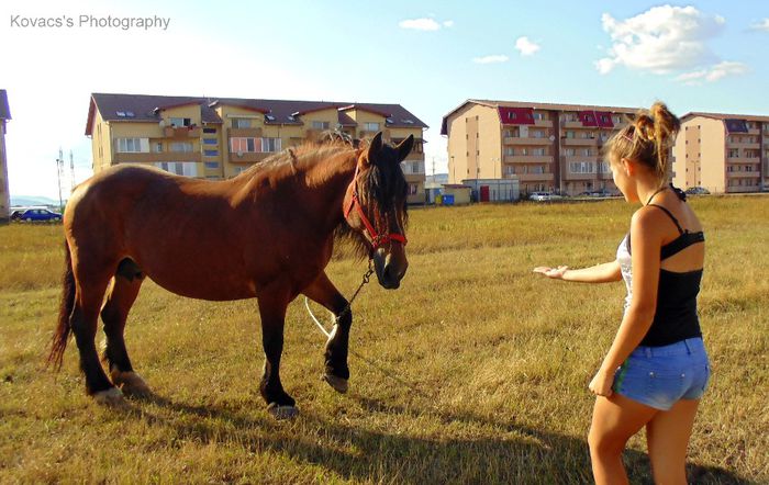 DSC07713 - Fotografii cu cai din Romania