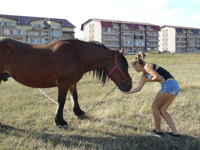 DSC07718 - Fotografii cu cai din Romania