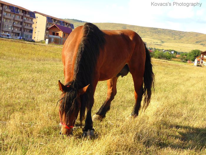 DSC07727 - Fotografii cu cai din Romania