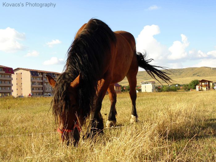 DSC07728 - Fotografii cu cai din Romania