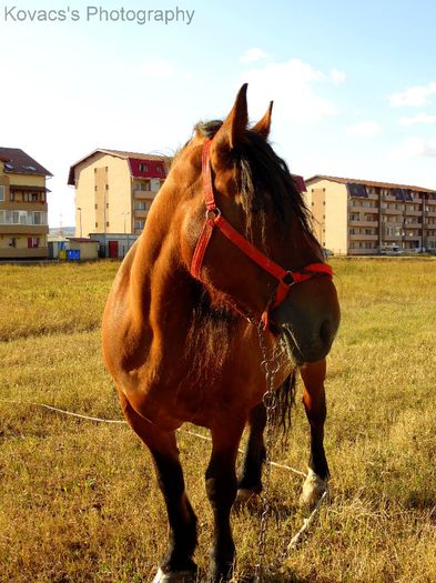 DSC07737 - Fotografii cu cai din Romania