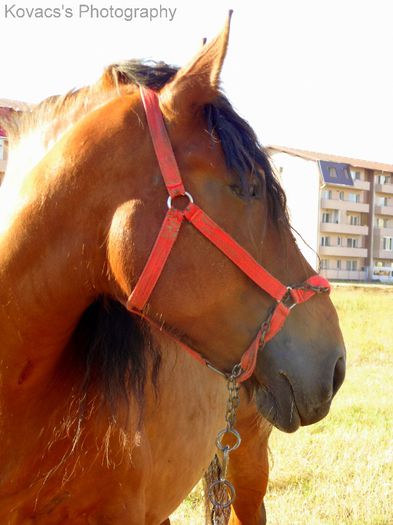 DSC07738 - Fotografii cu cai din Romania