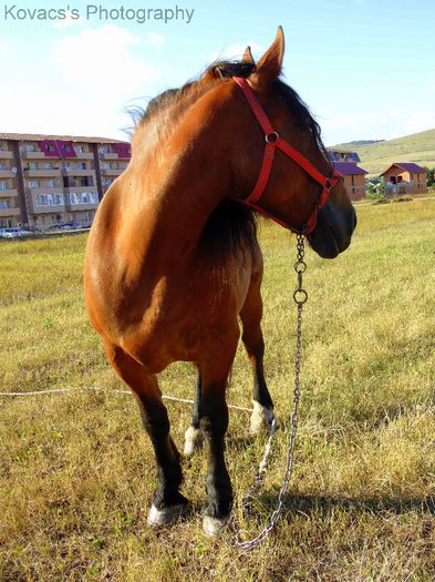 DSC07739 - Fotografii cu cai din Romania