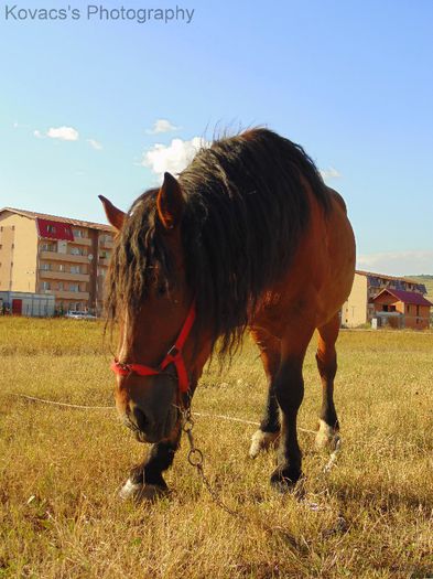DSC07740 - Fotografii cu cai din Romania