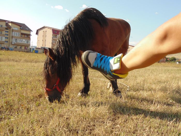 DSC07741 - Fotografii cu cai din Romania