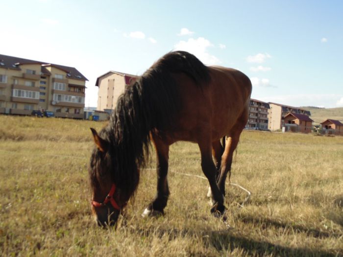 DSC07742 - Fotografii cu cai din Romania