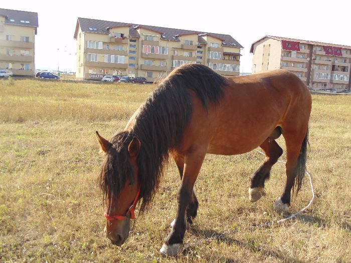 DSC07743 - Fotografii cu cai din Romania