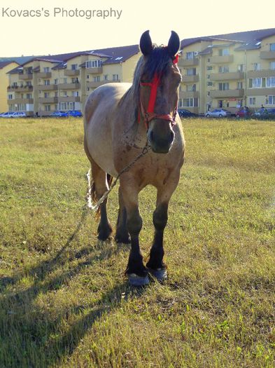 DSC07752 - Fotografii cu cai din Romania