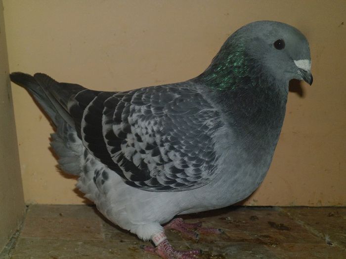 P1090552 VINDUT
