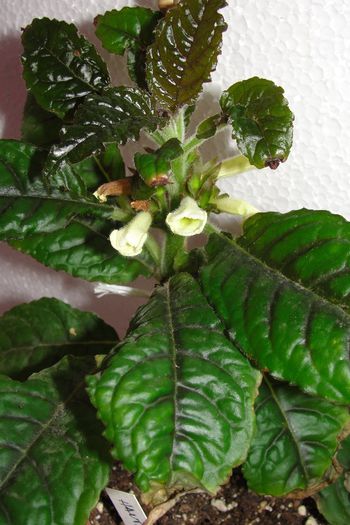  - Alte gesneriaceae