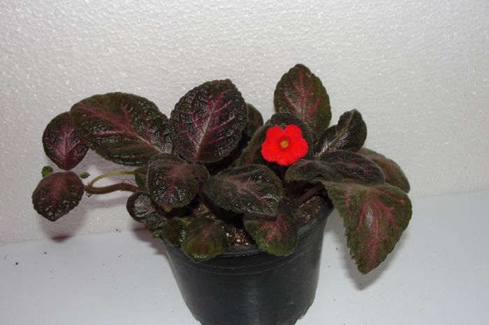  - Episcia Jim_s
