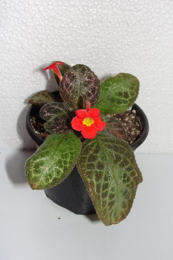 Jim's New star - Episcia Jim_s