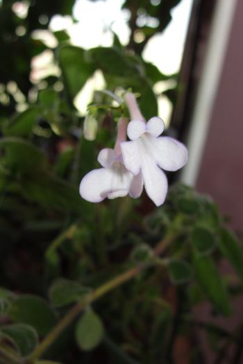 - Alte gesneriaceae