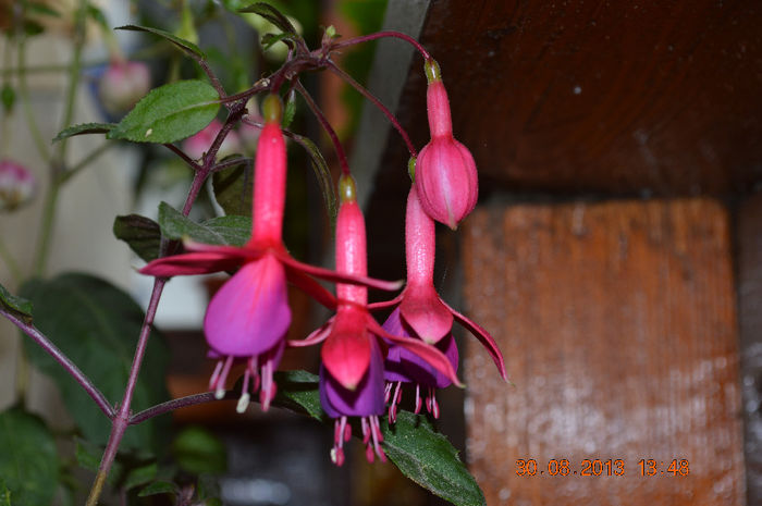 DSC_0098 - Fuchsiile mele-2013