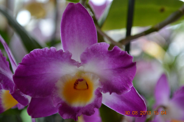 DSC_0133 - Dendrobium nobile