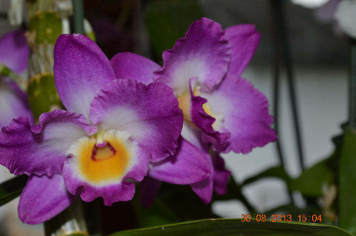 DSC_0134 - Dendrobium nobile