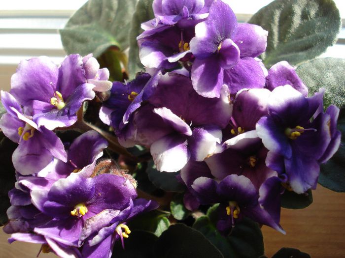 DSC05401 - z-diverse