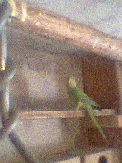 Fotogr.0516 - micu alx