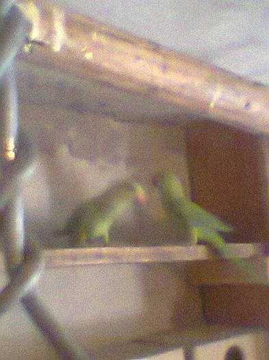 Fotogr.0517 - micu alx