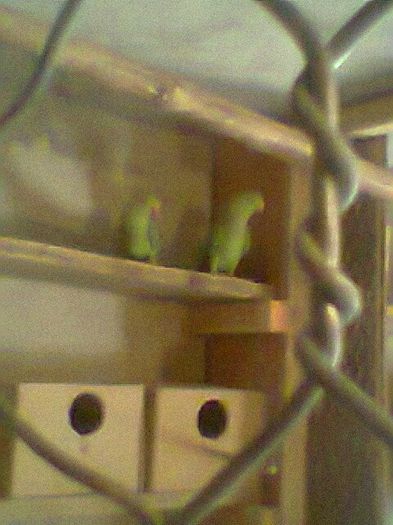 Fotogr.0528 - micu alx