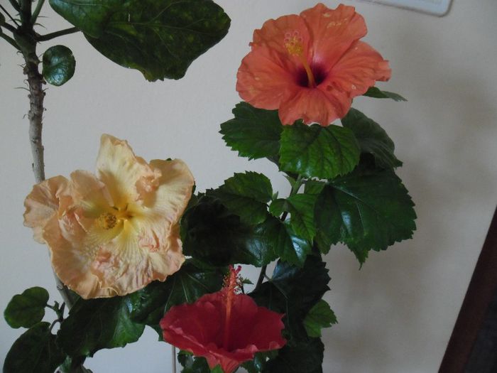 Hibiscus grup