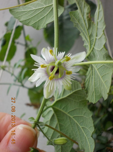 31 august 2013-flori 001 - passiflora adenopoda