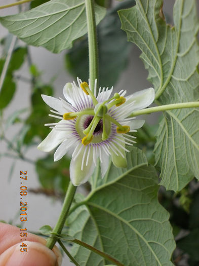 31 august 2013-flori 002 - passiflora adenopoda