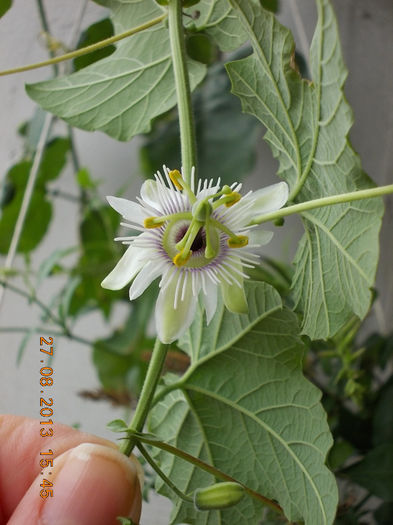 31 august 2013-flori 003 - passiflora adenopoda