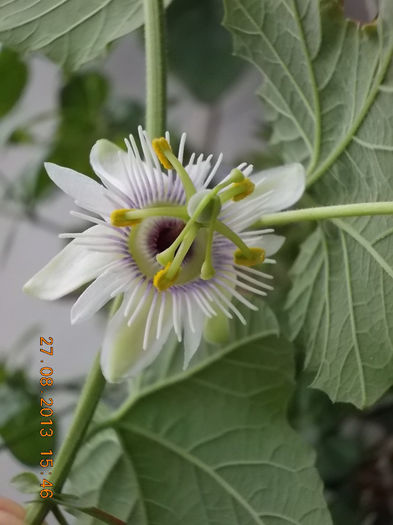 31 august 2013-flori 004 - passiflora adenopoda