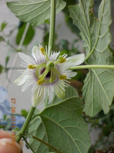 31 august 2013-flori 005 - passiflora adenopoda