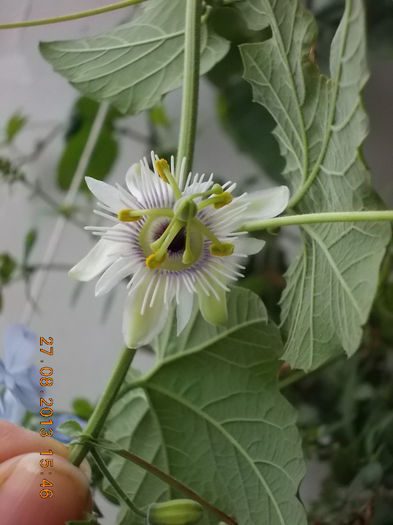 31 august 2013-flori 006 - passiflora adenopoda