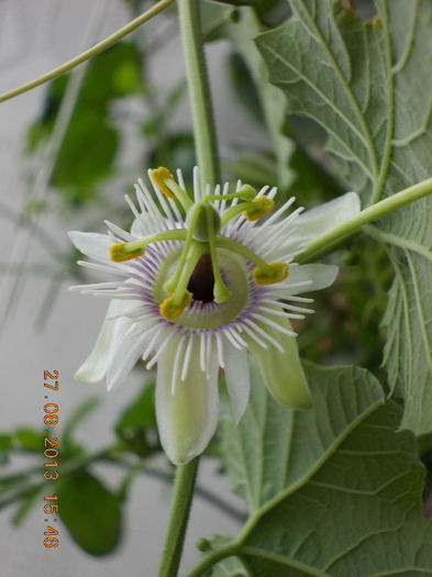 31 august 2013-flori 007 - passiflora adenopoda