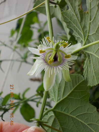 31 august 2013-flori 008 - passiflora adenopoda