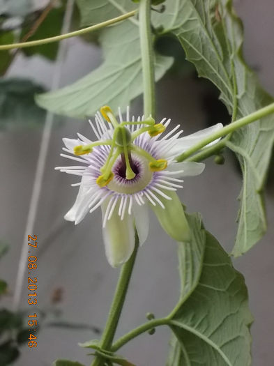 31 august 2013-flori 009 - passiflora adenopoda