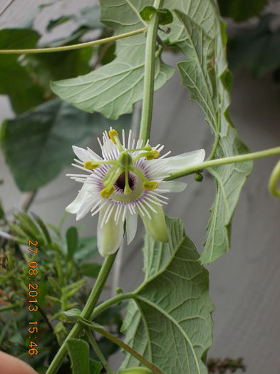 31 august 2013-flori 011