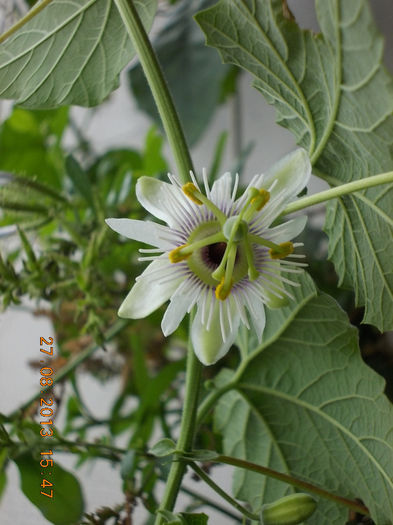 31 august 2013-flori 017