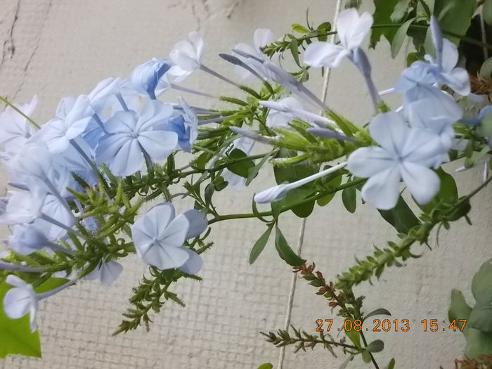 31 august 2013-flori 019