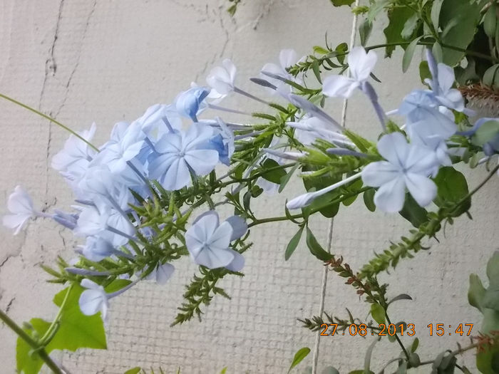 31 august 2013-flori 020