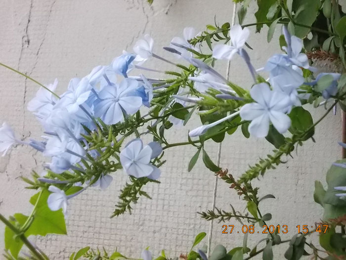 31 august 2013-flori 021