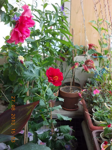31 august 2013-flori 064