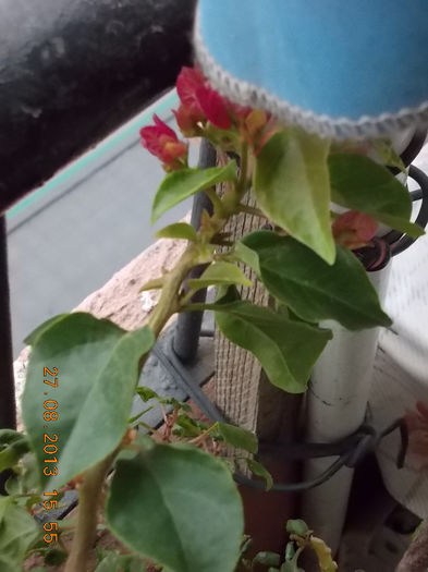 31 august 2013-flori 077